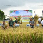 Dandim 1615/Lotim Dampingi Bupati dalam Panen Perbenihan Padi untuk Ketahanan Pangan Lombok Timur