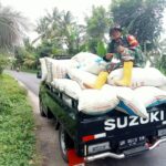 Babinsa Desa Kumbung Kawal Serapan Gabah Petani ke Mitra Bulog