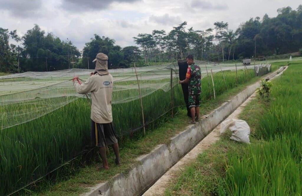 Lindungi Padi Dari Serangan Hama Burung, Babinsa Ngembul Bantu Petani Pasang Jaring