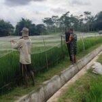 Lindungi Padi Dari Serangan Hama Burung, Babinsa Ngembul Bantu Petani Pasang Jaring
