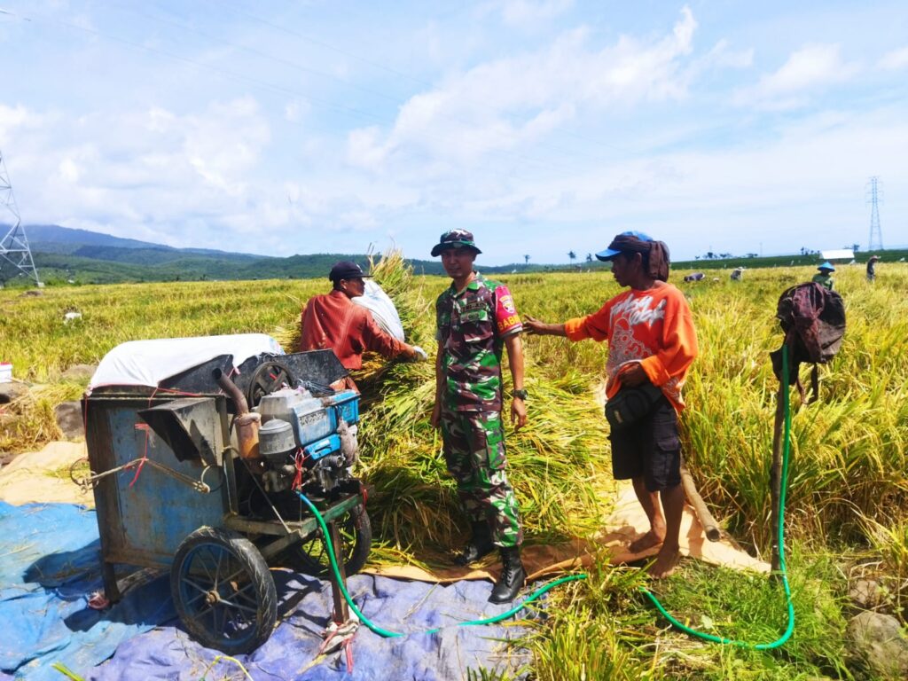 Babinsa Sambelia Dampingi Panen Padi, Total Hasil Capai 39,7 Ton