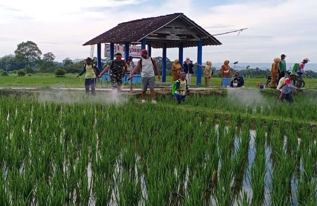 Cegah Serangan Hama, Babinsa Tangkil dan PPL Dampingi Petani Semprot Serentak Tanaman Padi