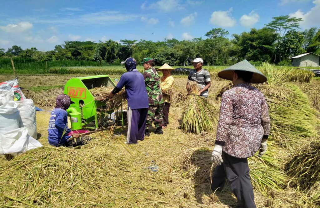 Dampingi Petani Panen Padi, Babinsa Sanan Kulon Bersama Bulog Pastikan Gabah Terserap