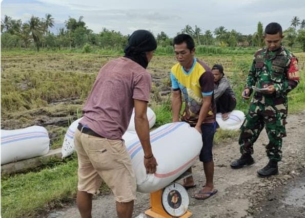 Babinsa Rarang Dampingi Satgas Sergab Laksanakan Panen Padi di Dusun Inen Selao