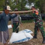 Babinsa Dampingi Satgas Sergap dan Poktan Panen Padi di Pengadangan Barat