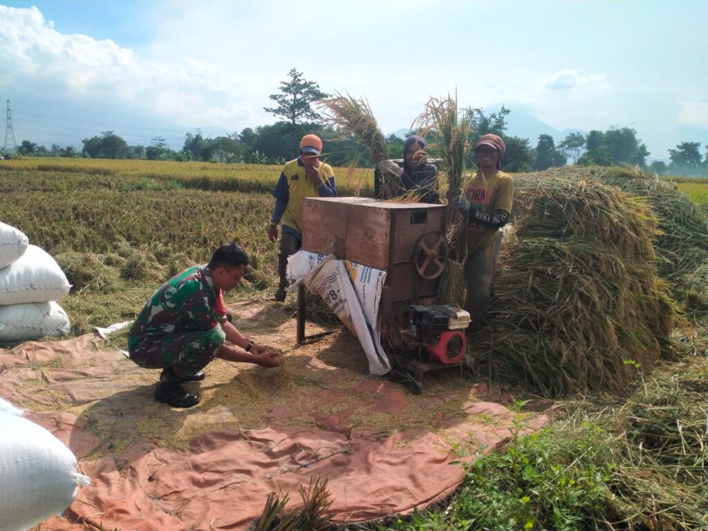 Babinsa Desa Sebani Dampingi Penyerapan Gabah oleh Bulog di Dusun Clumprit