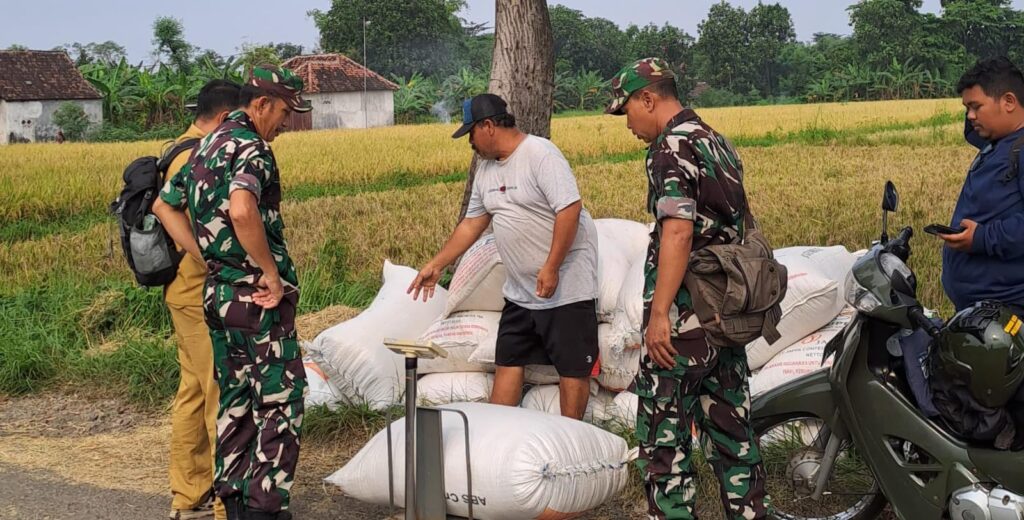 Babinsa Desa Siyar Dampingi Survei Tanaman Padi Siap Panen dan Serapan Gabah oleh Bulog