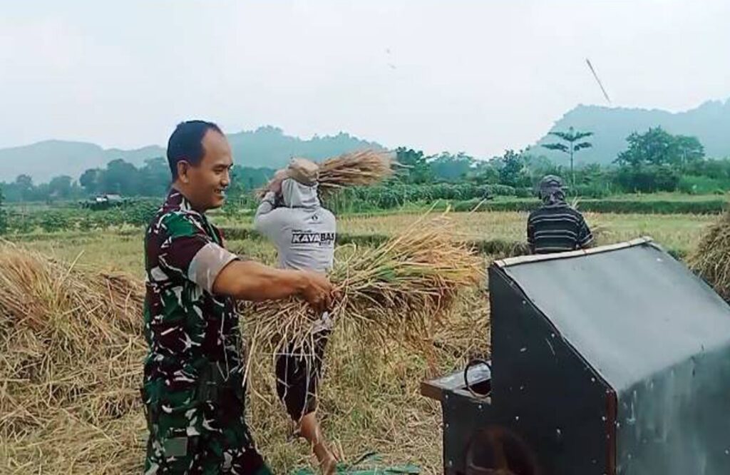 Panen Dan Penyerapan Padi Hasil Panen Berlanjut, Babinsa Kawedusan Yakinkan Penyerapan Berlangsung Optimal