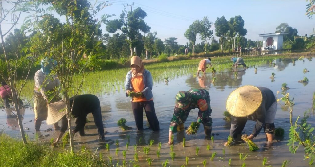 Bukan hanya Panen Padi, Babinsa Kodim 1620/Loteng bantu Petani Tanam Padi kembali