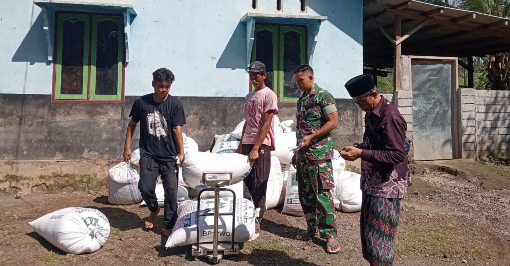 Babinsa Kawal Panen Padi Inpari 32 di Pringgasela, Hasil Capai 835 Kg
