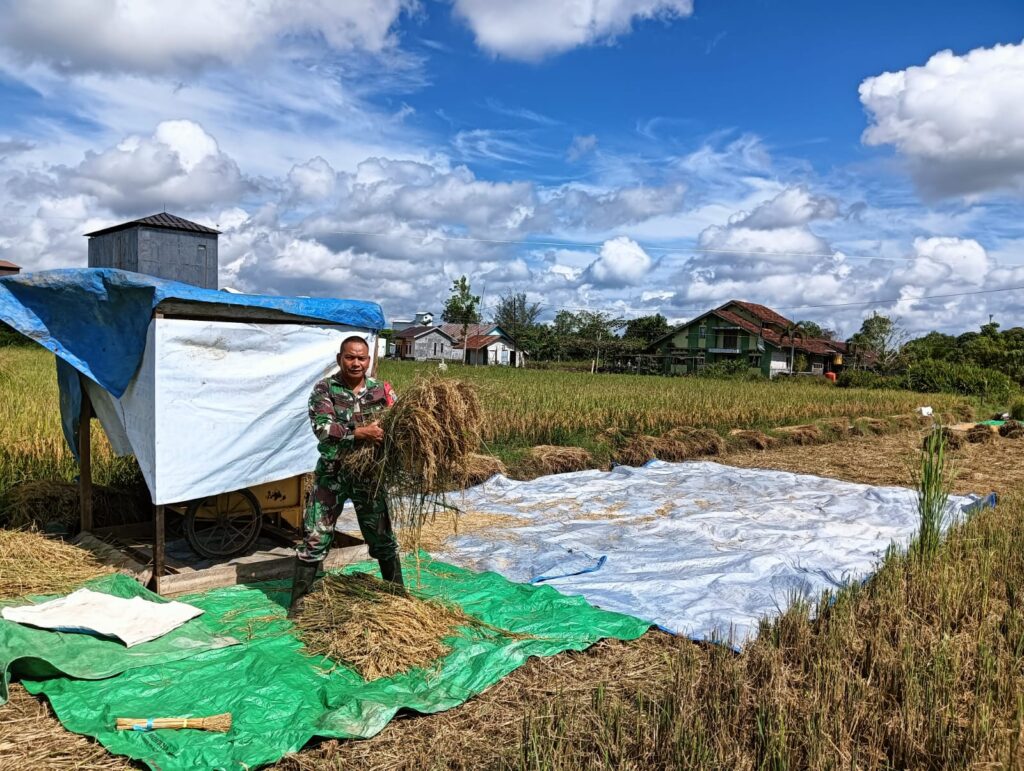 Sukseskan Swasembada Pangan, Babinsa 1015-04/Baamang Bantu Petani Panen Padi