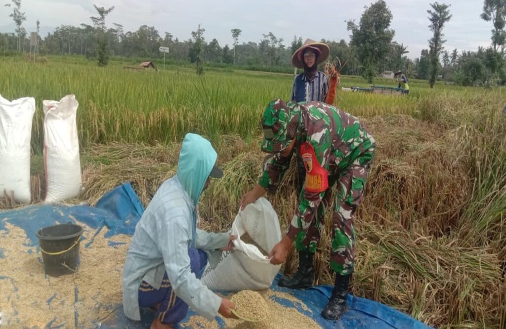 Babinsa Karangbendo Bantu Petani Panen Padi, Dampingi Penyerapan Gabah Di Kecamatan Ponggok