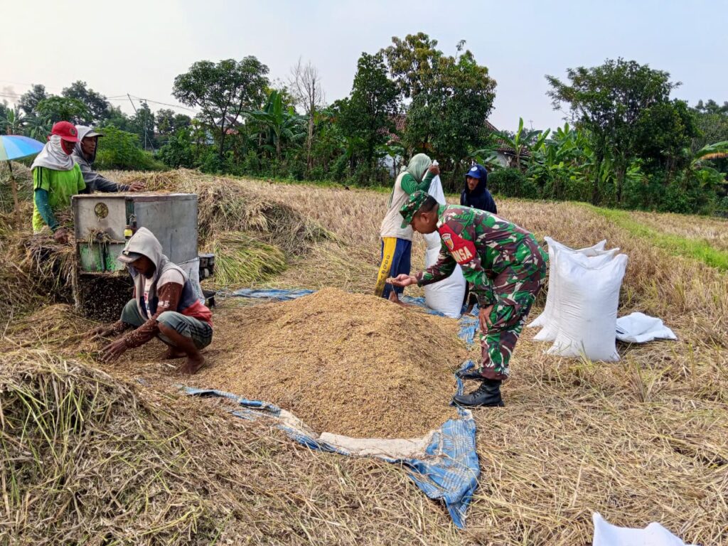 Babinsa Desa Sungi Wetan Dampingi Penyerapan Gabah oleh Bulog di Dusun Sungi Tengah