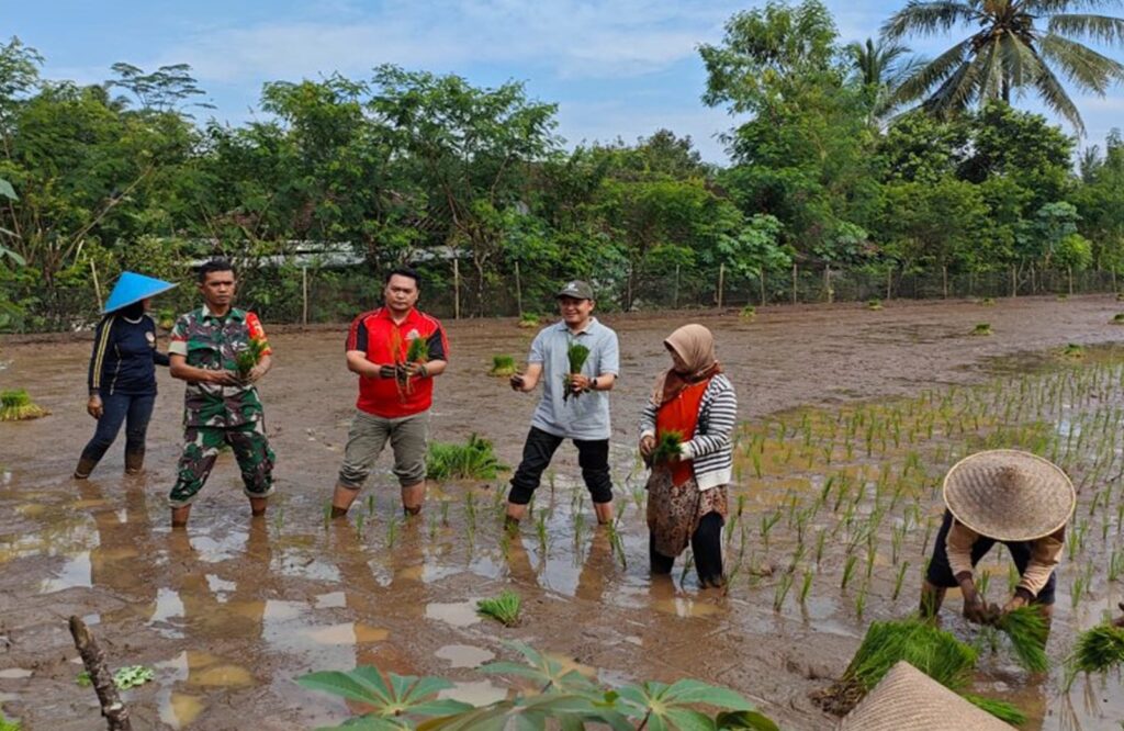 Percepat Masa Tanam, Babinsa Desa Olakalen Bersama Mantri Tani Dan PPL Dampingi Petani Tanam Padi