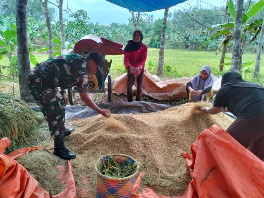 Warga Dibantu Babinsa Lakukan Penggilingan Padi
