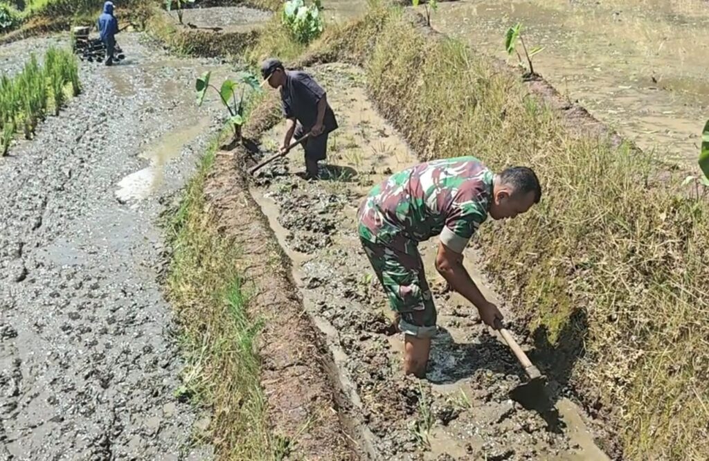 Babinsa Desa Olakalen Dan Petani Bersinergi, Kejar Musim Tanam Padi Dua Kali Setahun di Wilayah Selorejo