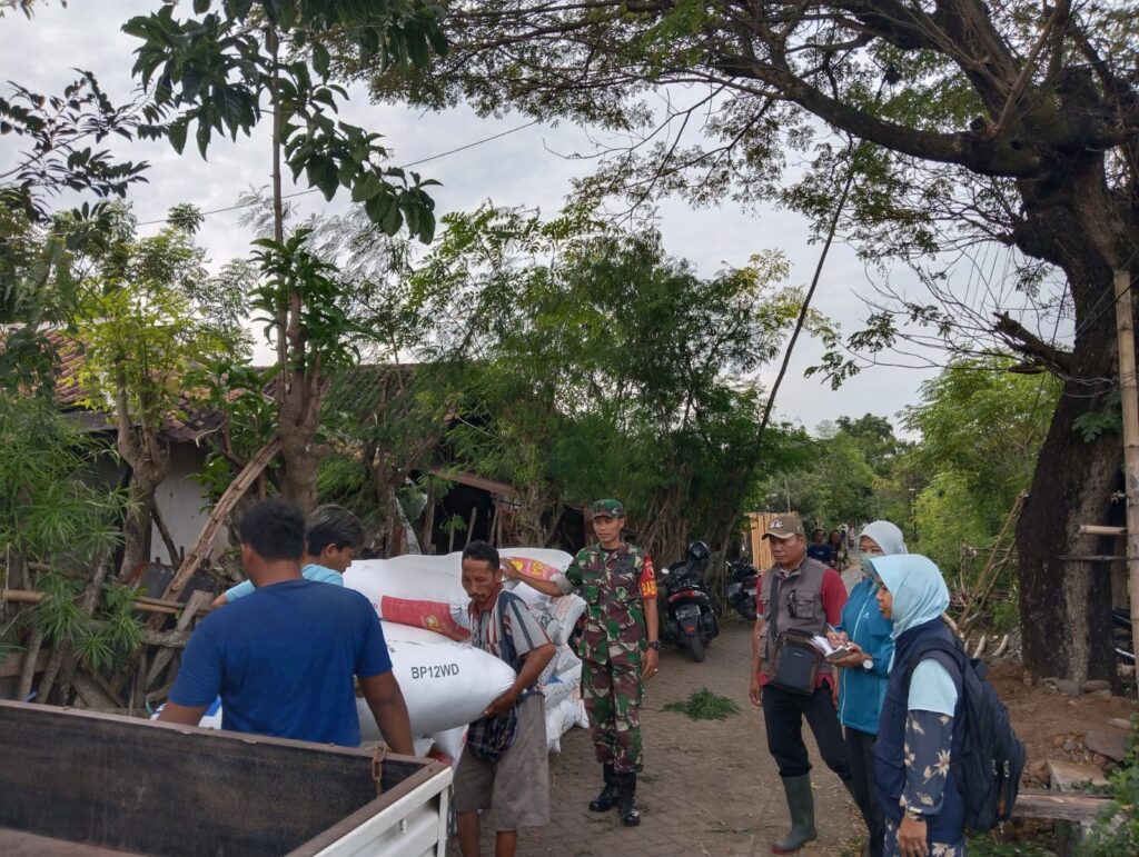 Sertu Anton Dampingi Penyerapan Gabah oleh Bulog di Desa Sungikulon, Pasuruan