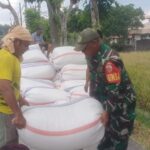 Babinsa Terara Turun Sawah, Dukung Panen Ribuan Kilogram Padi Petani Lokal