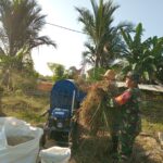 Babinsa Koramil 1002-08/Labuan Amas Utara Dampingi Petani Rontok Padi di HST