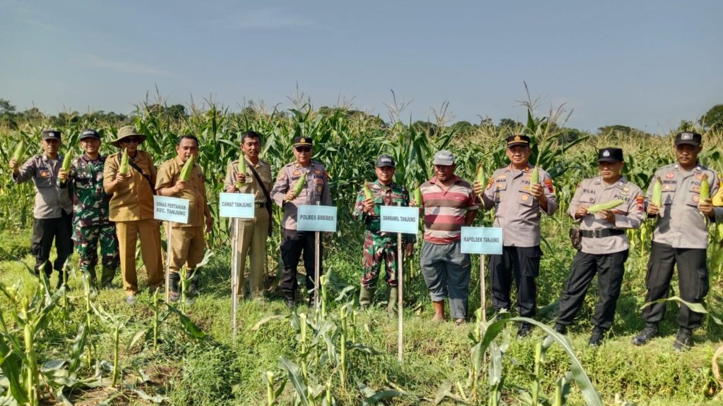 Perkuat Ketahanan Pangan Daerah, Babinsa Tanjung Panen Raya Jagung Manis   