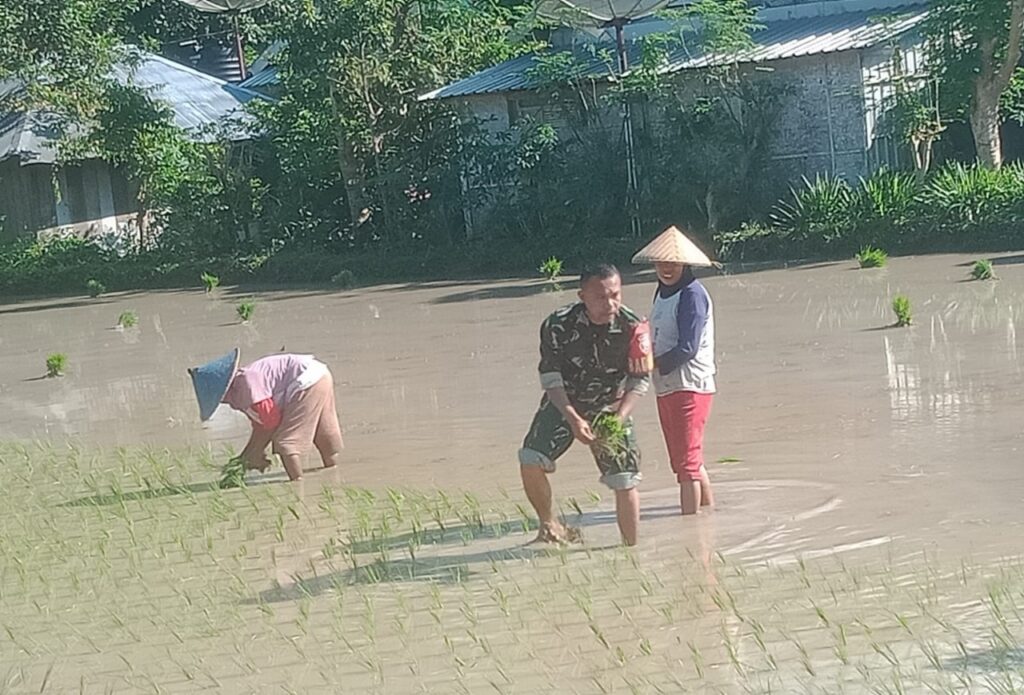 Sinergi TNI dan Petani Wujudkan Ketahanan Pangan di Menggala