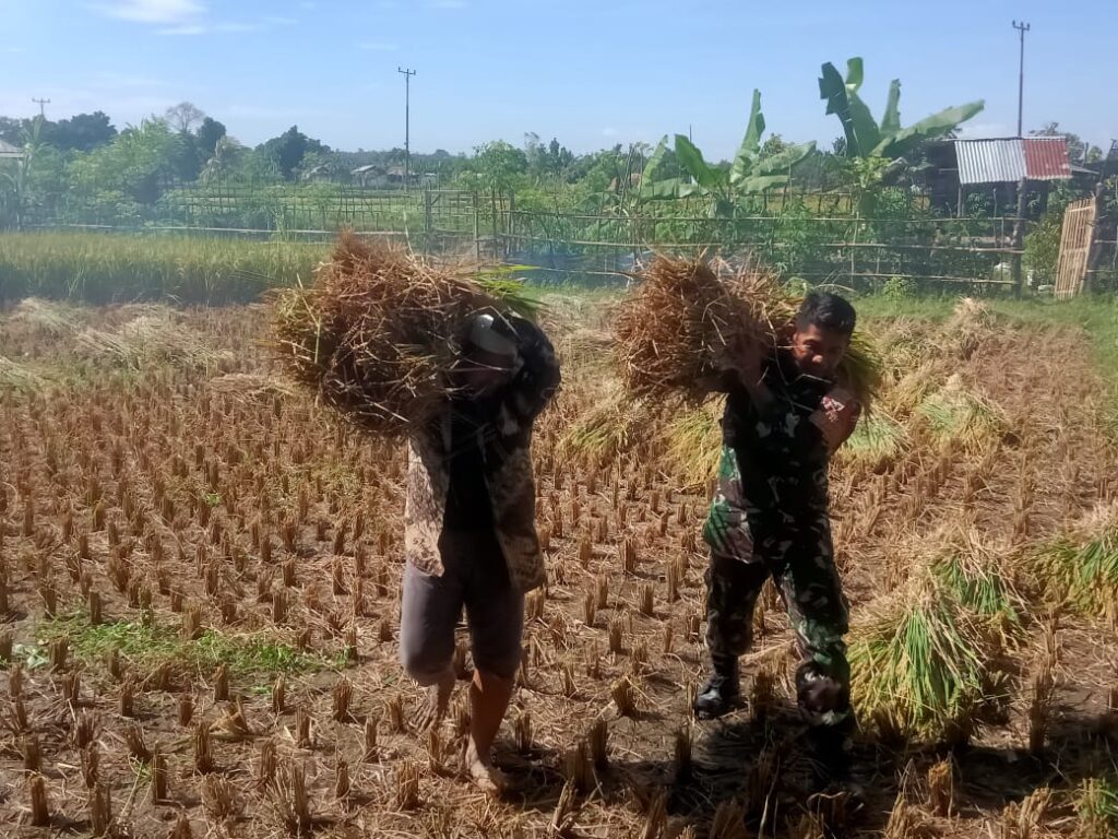 Babinsa Narmada Turun Sawah Bantu Panen Petani Lingsar