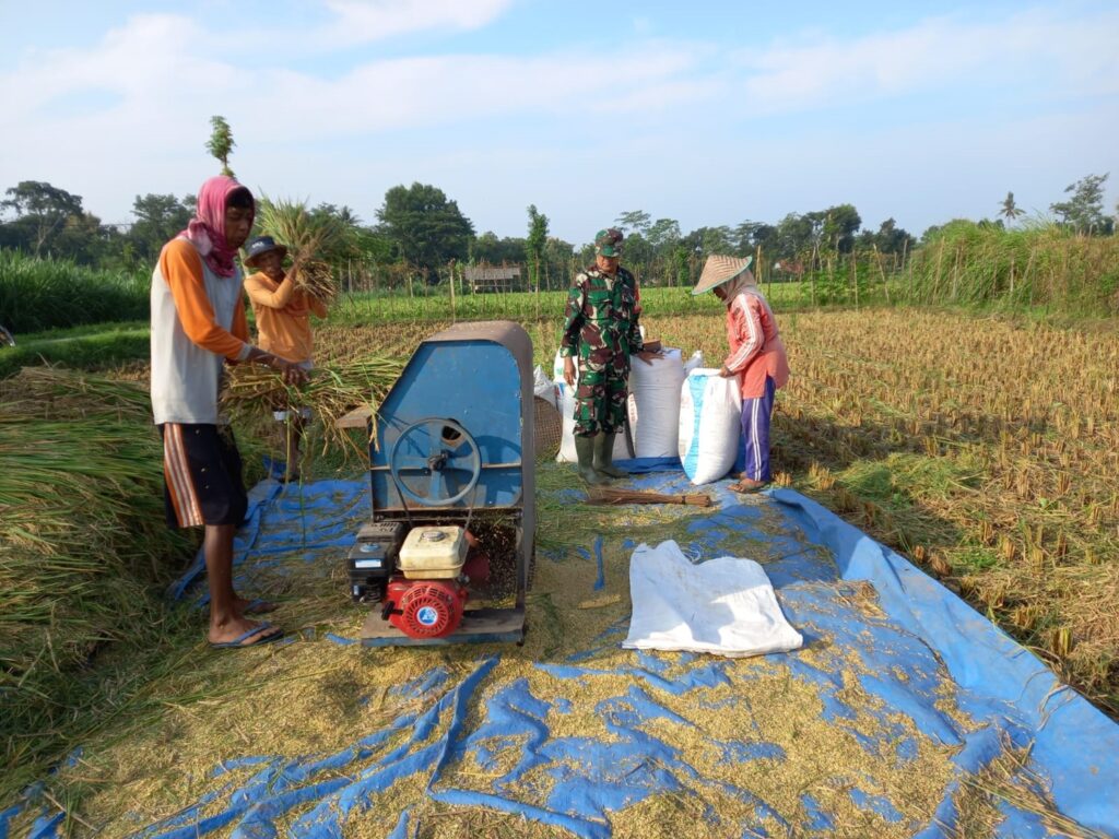 Sejuta Harapan di Sawah, Babinsa Desa Gledug Bantu Petani Panen Padi
