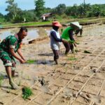 Masuk Musim Tanam, Babinsa Bersama Petani Kompak Turun ke Sawah