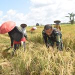 TNI Bantu Petani Panen Padi di Tengah Pembangunan Jalan TMMD HST