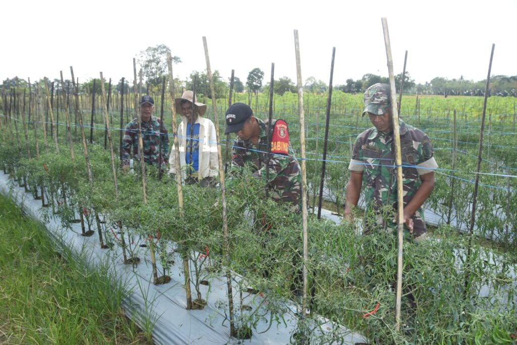 Selain Infrastruktur, TMMD Juga Sentuh Potensi Hortikultura di Hulu Sungai Tengah