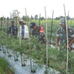 Selain Infrastruktur, TMMD Juga Sentuh Potensi Hortikultura di Hulu Sungai Tengah