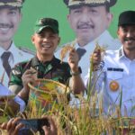 PANEN PADI GUNUNG DI DESA AWANG BANGKAL BARAT SUKSESKAN PROGRAM ASTA CITA PRESIDEN RI