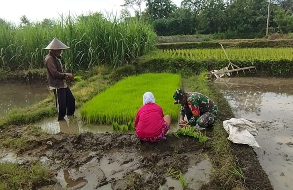 Percepat Masa Tanam, Babinsa Desa Ngembul Dampingi Petani Tanam Padi