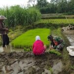 Percepat Masa Tanam, Babinsa Desa Ngembul Dampingi Petani Tanam Padi