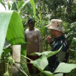 Selain Jalan, Satgas TMMD Bantu Petani Jagung di Pengambau Hilir Luar