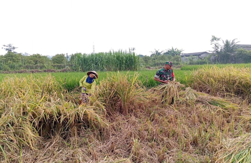 Penuh Semangat, Babinsa Motivasi Panen Padi Poktan Rukun Makmur Di Tanjungsari