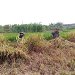 Penuh Semangat, Babinsa Motivasi Panen Padi Poktan Rukun Makmur Di Tanjungsari