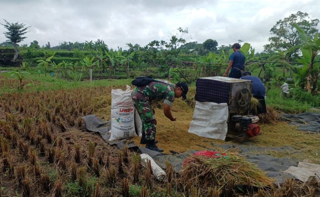 Babinsa Sukorejo Dampingi Petani Bersama Bulog