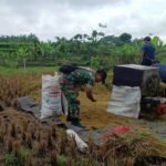 Babinsa Sukorejo Dampingi Petani Bersama Bulog
