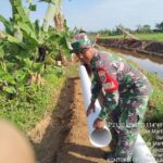 Babinsa Kodim 1006/Banjar Dukung Optimalisasi Lahan Pertanian di Martapura Barat