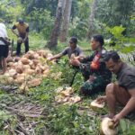 Babinsa Banjar Sari Ajak Petani Tingkatkan Kualitas Hasil Pertanian