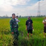 Babinsa Hadiri Kegiatan Penerapan Pengelolahan Hama Terpadu
