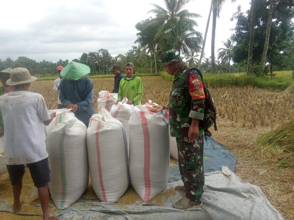 Babinsa Peringga Jurang Utara Dampingi Satgas Sergab dalam Panen Padi Poktan Sabar Menanti