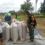 Babinsa Peringga Jurang Utara Dampingi Satgas Sergab dalam Panen Padi Poktan Sabar Menanti