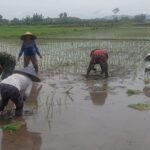 Babinsa Jatitengah Dampingi Petani Tanam Padi Inpari 32, Dukung Ketahanan Pangan Nasional