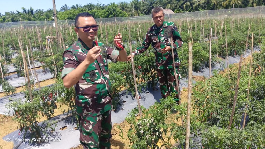 Kompi Produksi Menuai Hasil Melimpah, Dandim 0105/Abar Memetik Panen Cabai Merah