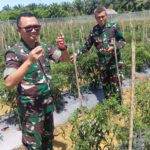 Kompi Produksi Menuai Hasil Melimpah, Dandim 0105/Abar Memetik Panen Cabai Merah