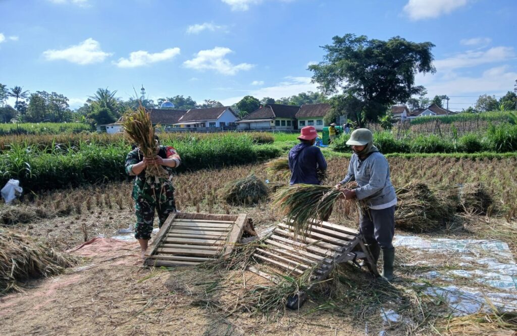 Babinsa Penataran Dampingi Panen Padi, Ajak Petani Optimalkan Ketersediaan Air Untuk Tanam Kembali