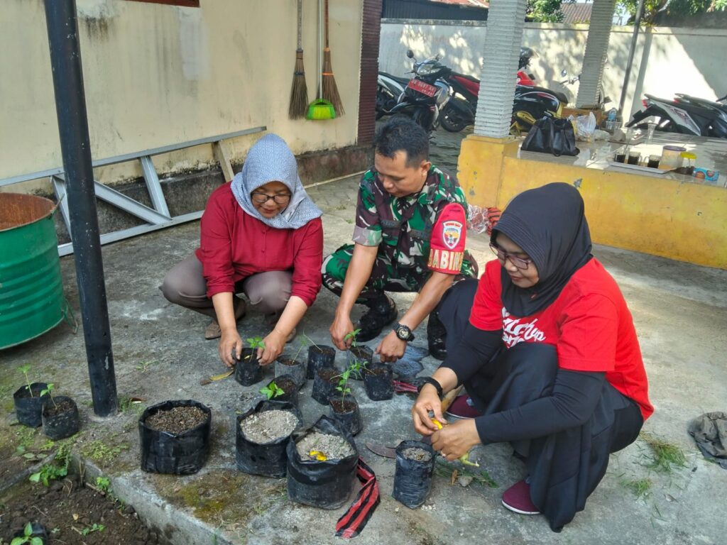 Babinsa Punia dan Lurah Sinergi Tanam Cabai, Wujudkan Lingkungan Hijau dan Mandiri Pangan
