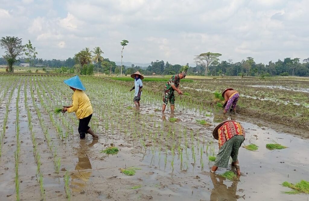 Babinsa Tegalrejo Dampingi Petani Tanam Padi Di Musim Tanam Kedua